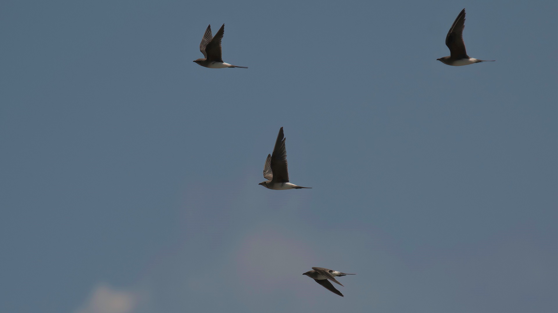 Collared Pratincole
